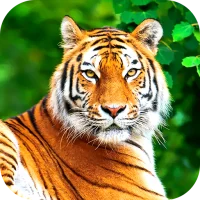 Tiger Wallpaper 2025